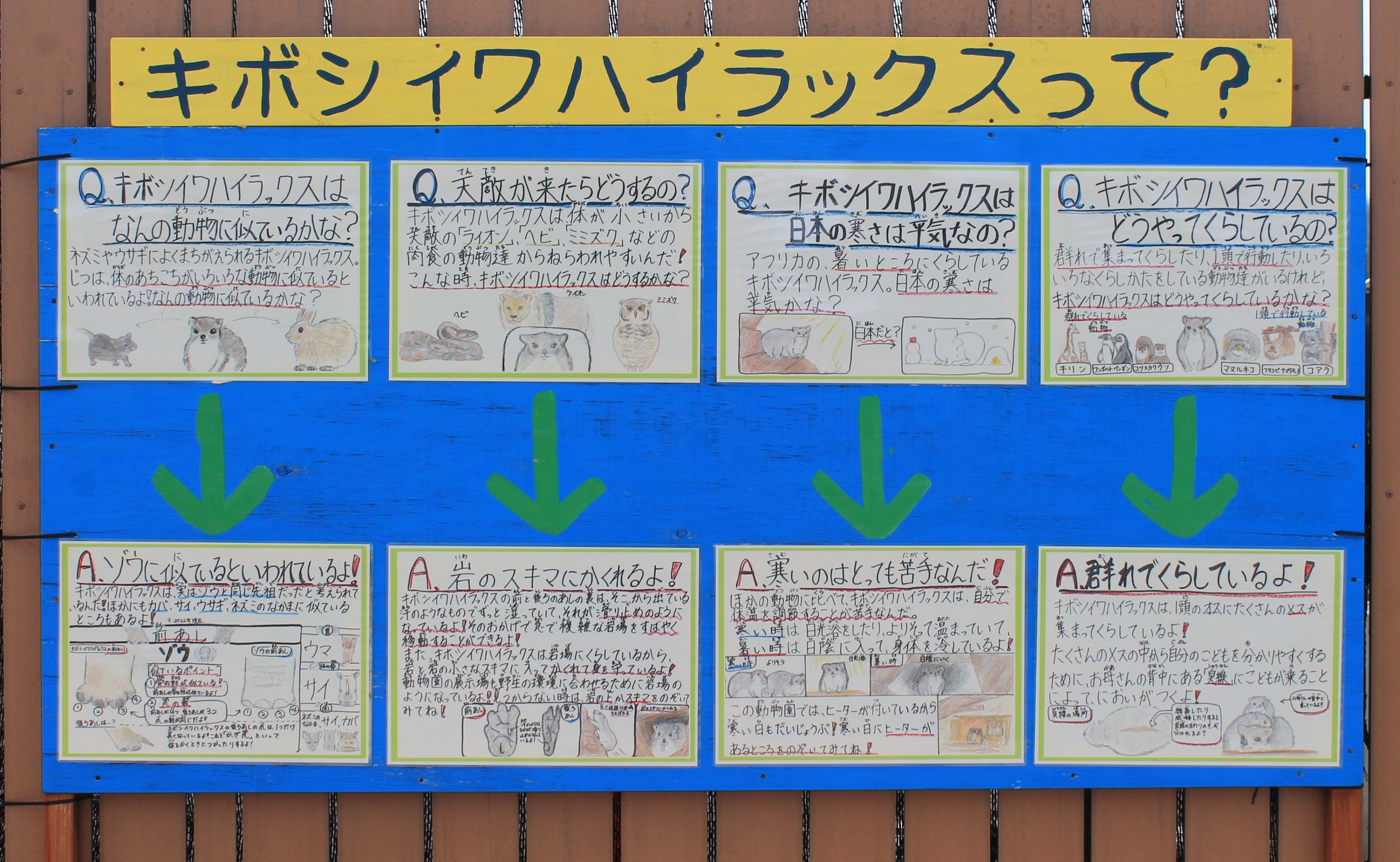 Rock Hyrax signage - Saitama Childrens Zoo