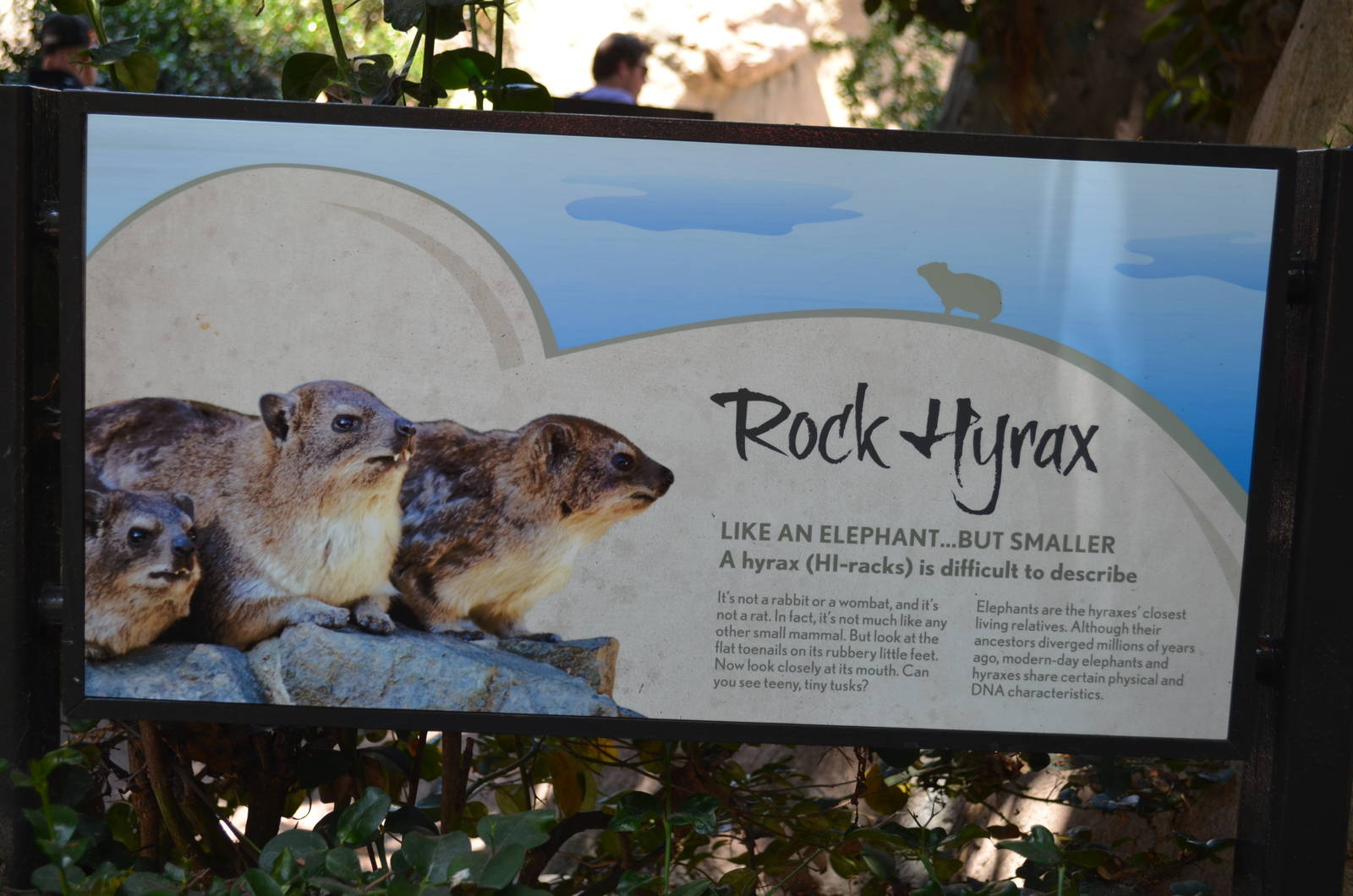 Rock Hyrax Signage