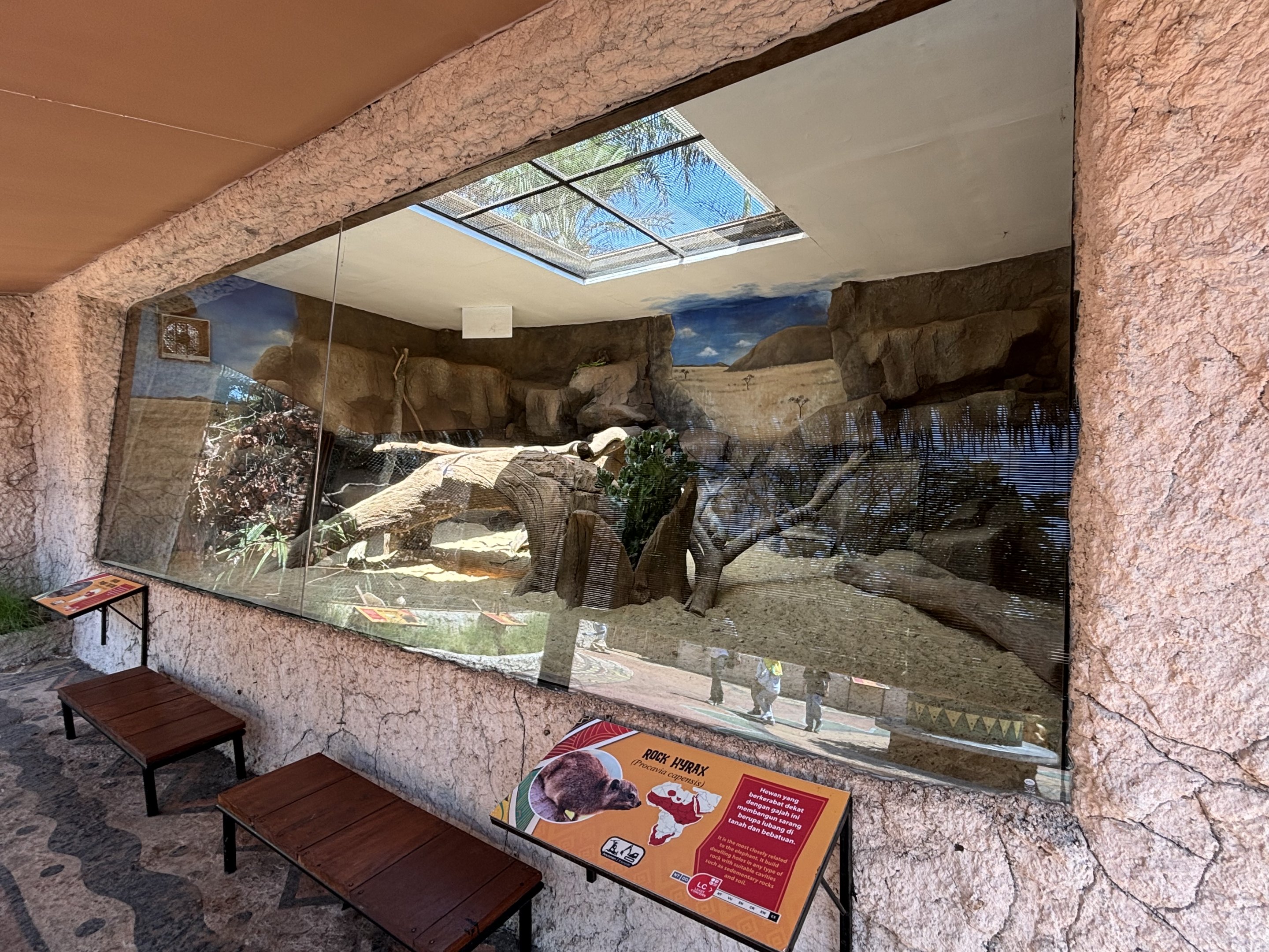 Rock Hyrax + Spurred Tortoise Exhibit