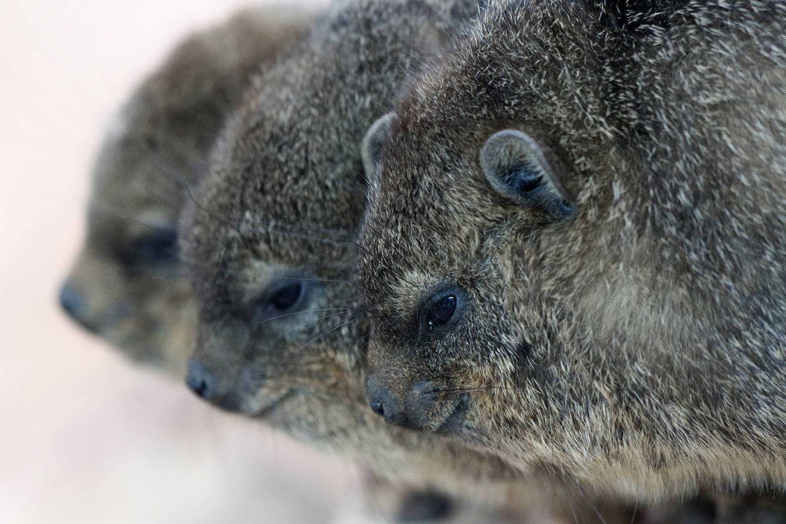 Rock Hyrax young at Chester 17 Oct 2015