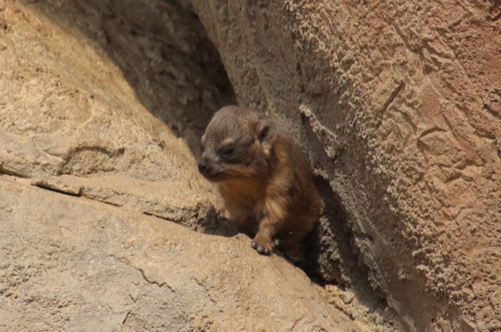 Rock hyrax - young