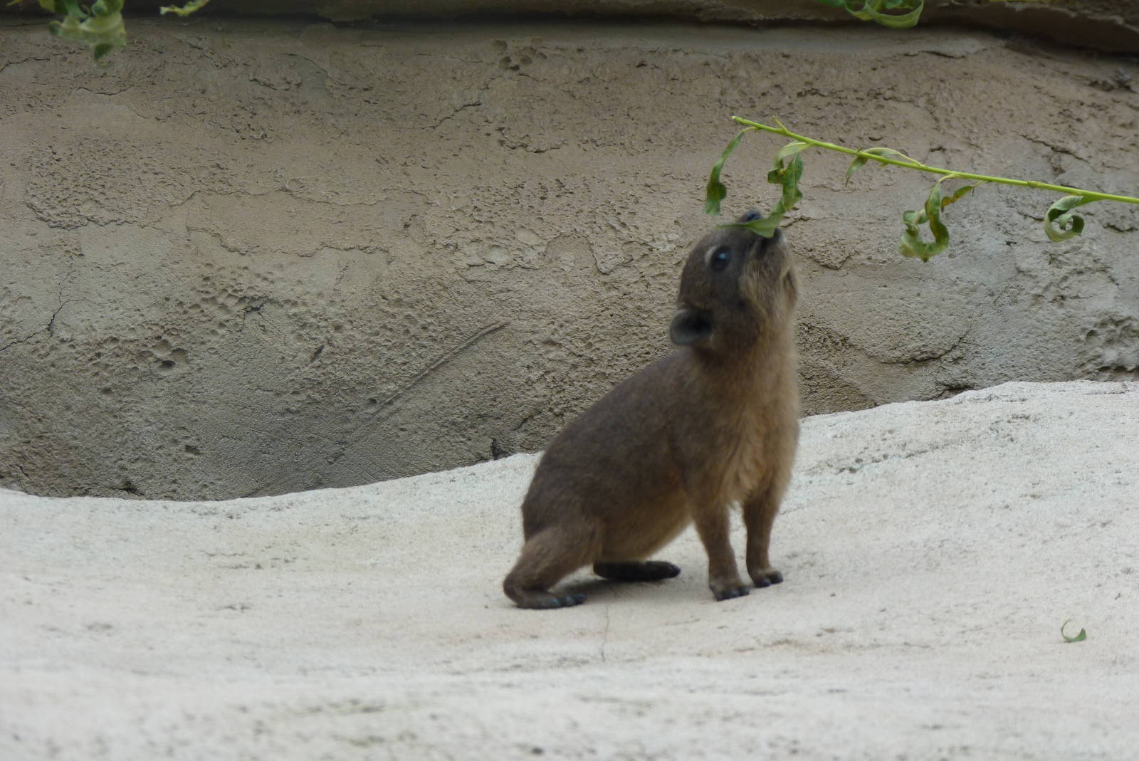 Rock Hyrax youngster, September 2016