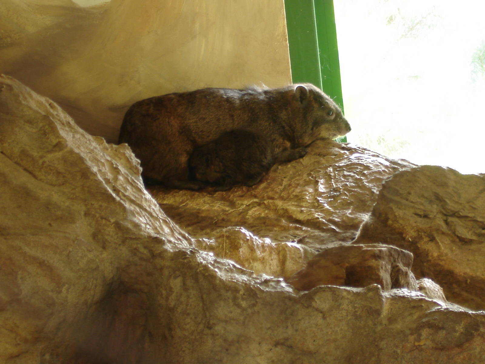 Rock hyrax