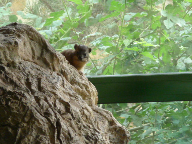 Rock Hyrax