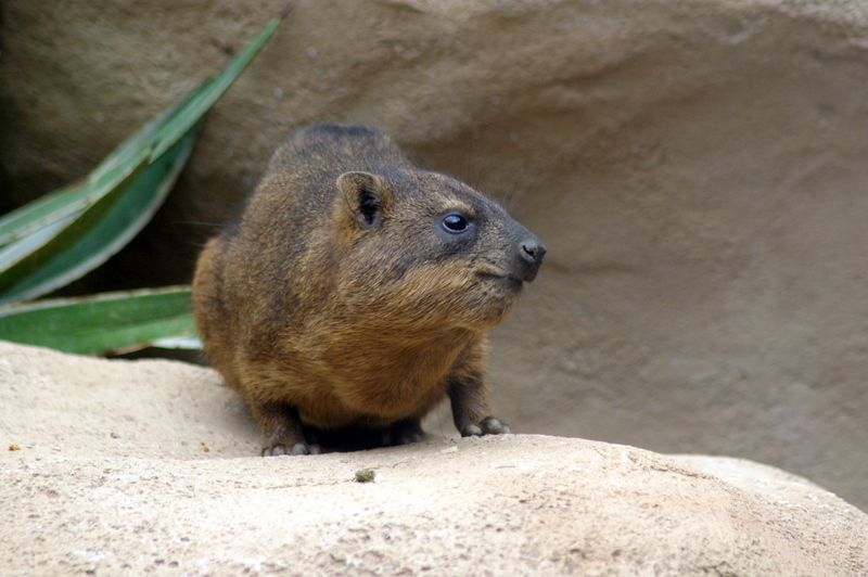 Rock Hyrax