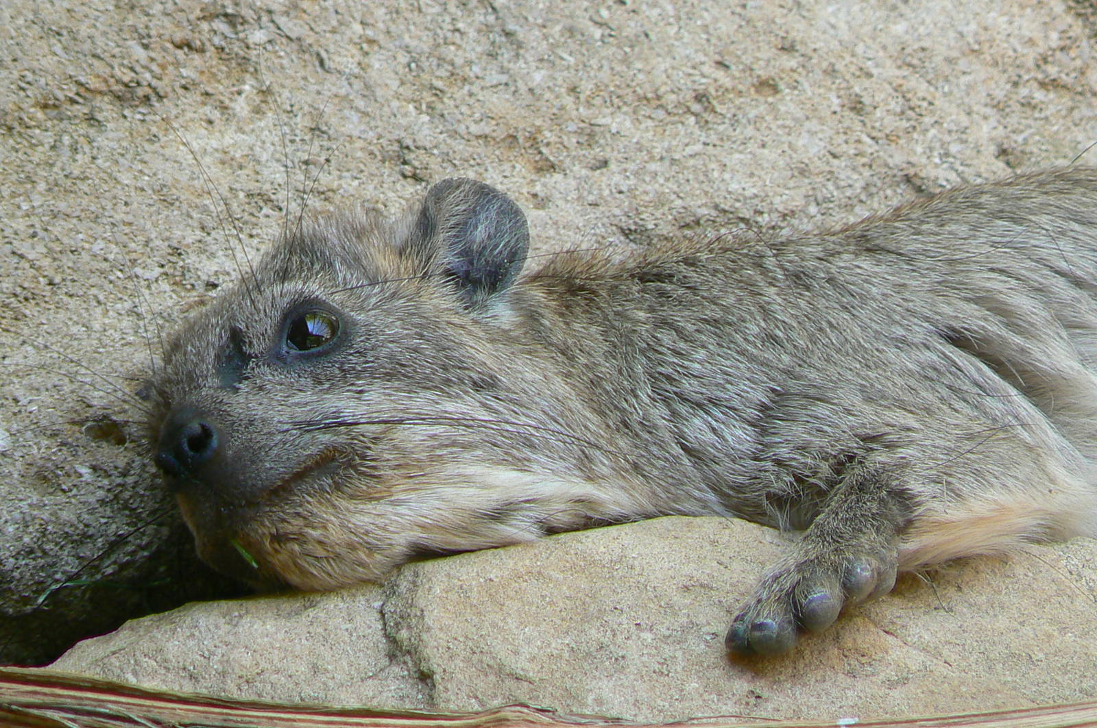 Rock hyrax