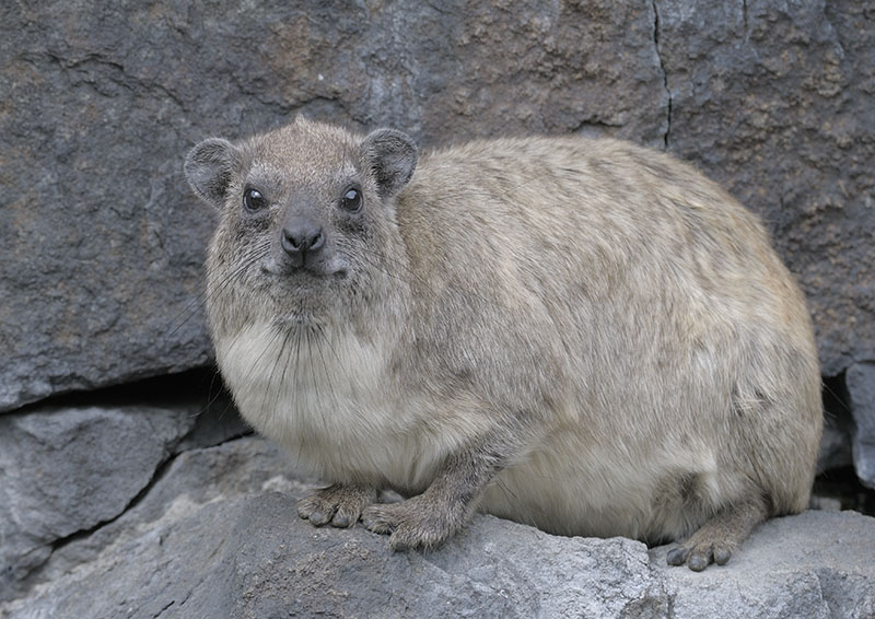 Rock hyrax