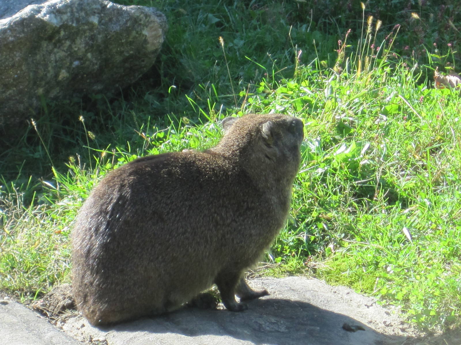Rock Hyrax