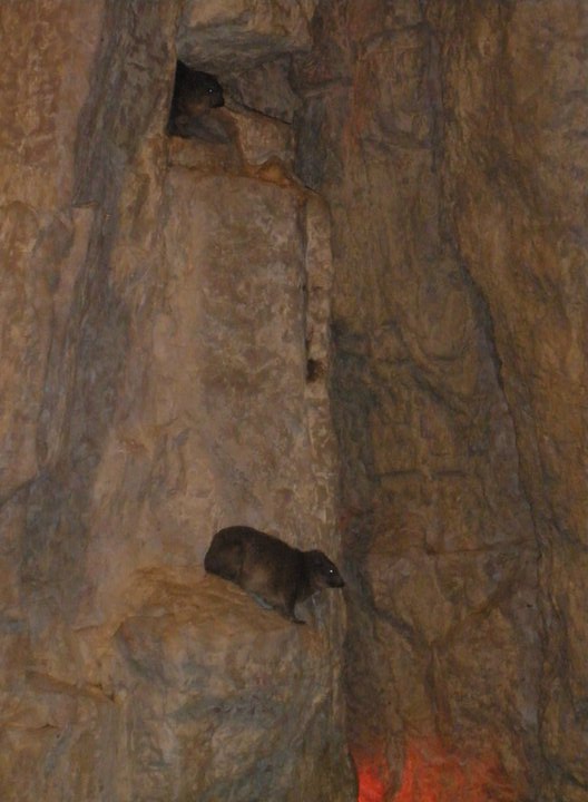 Rock Hyrax
