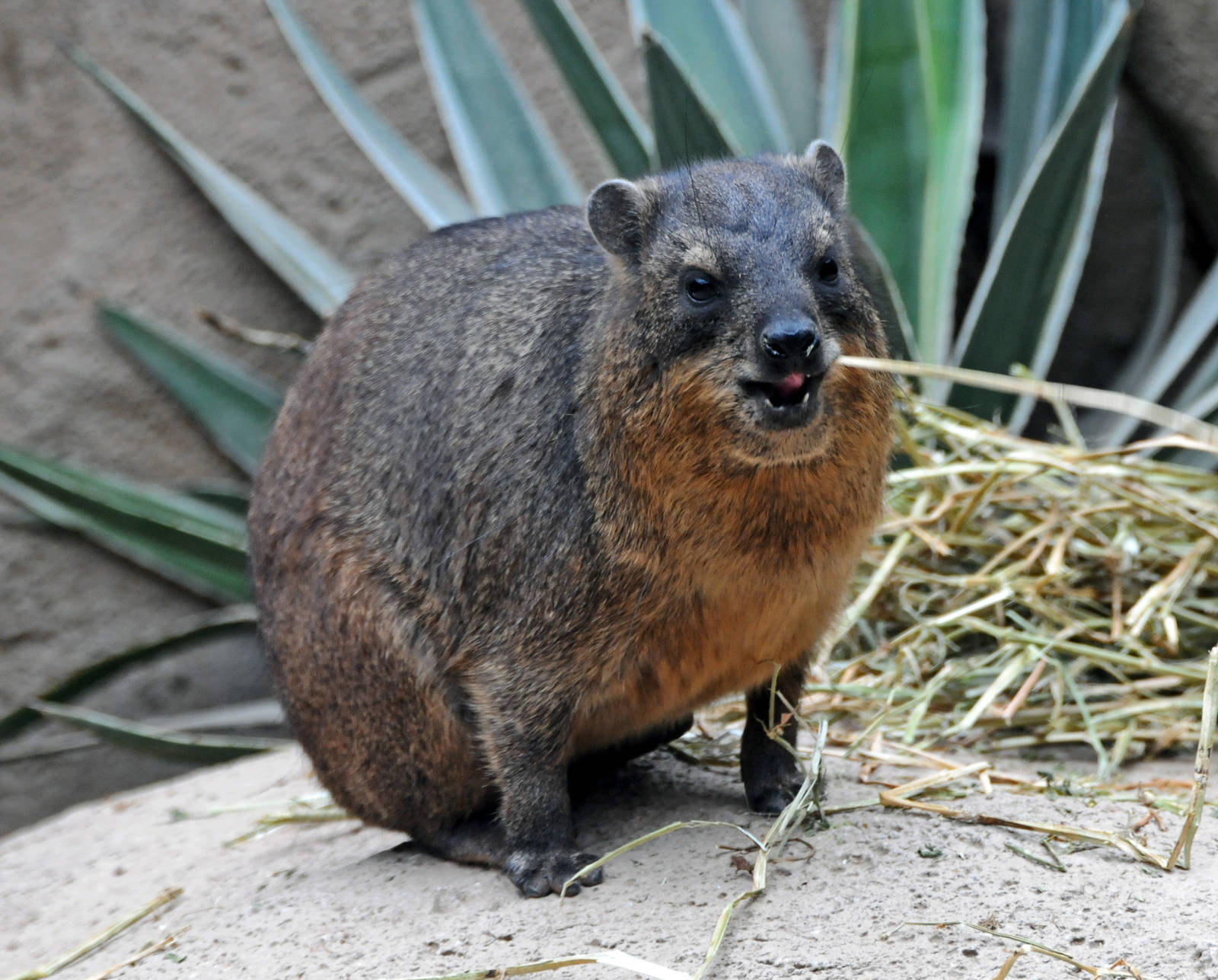 Rock Hyrax