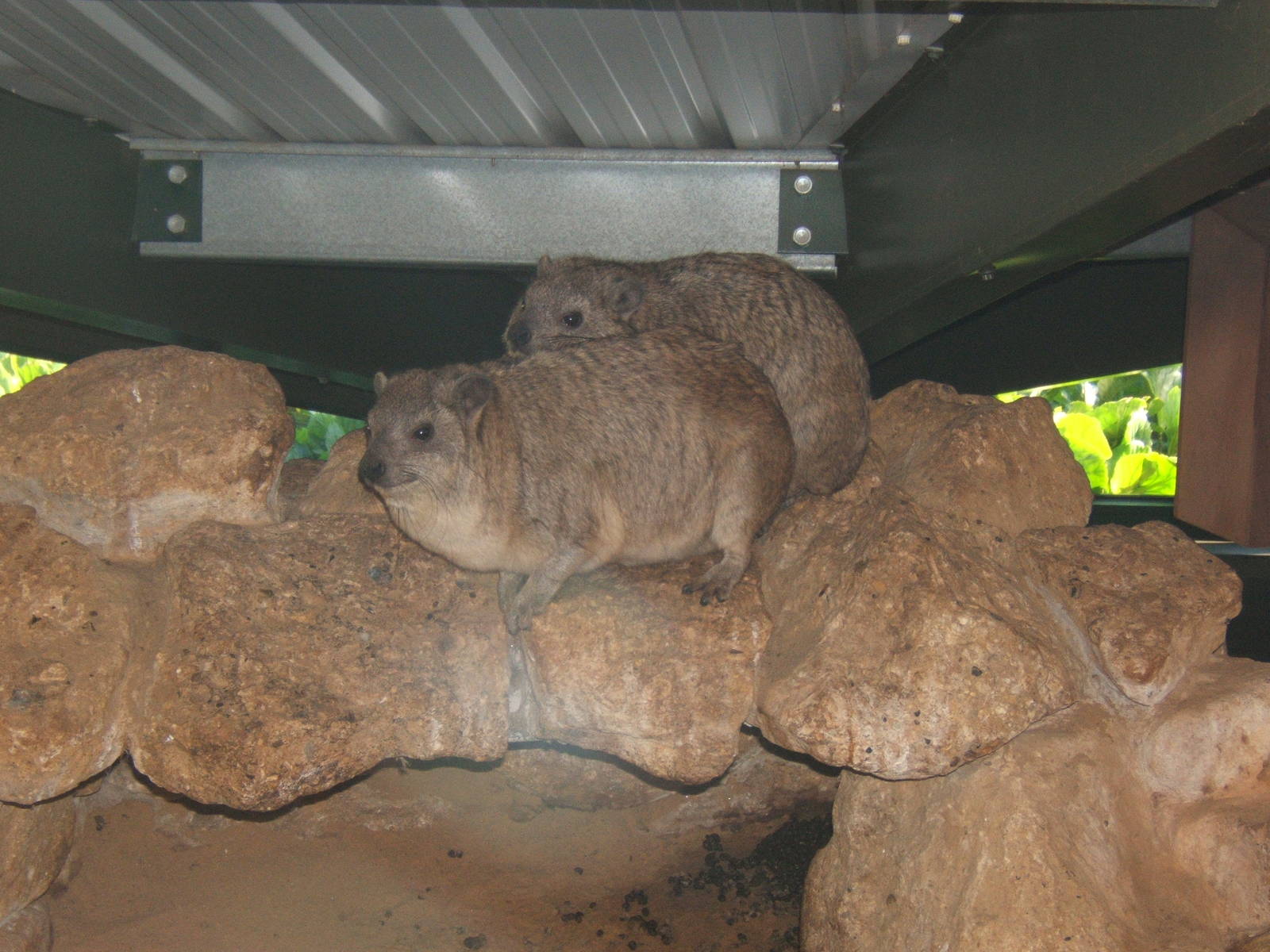 Rock Hyrax