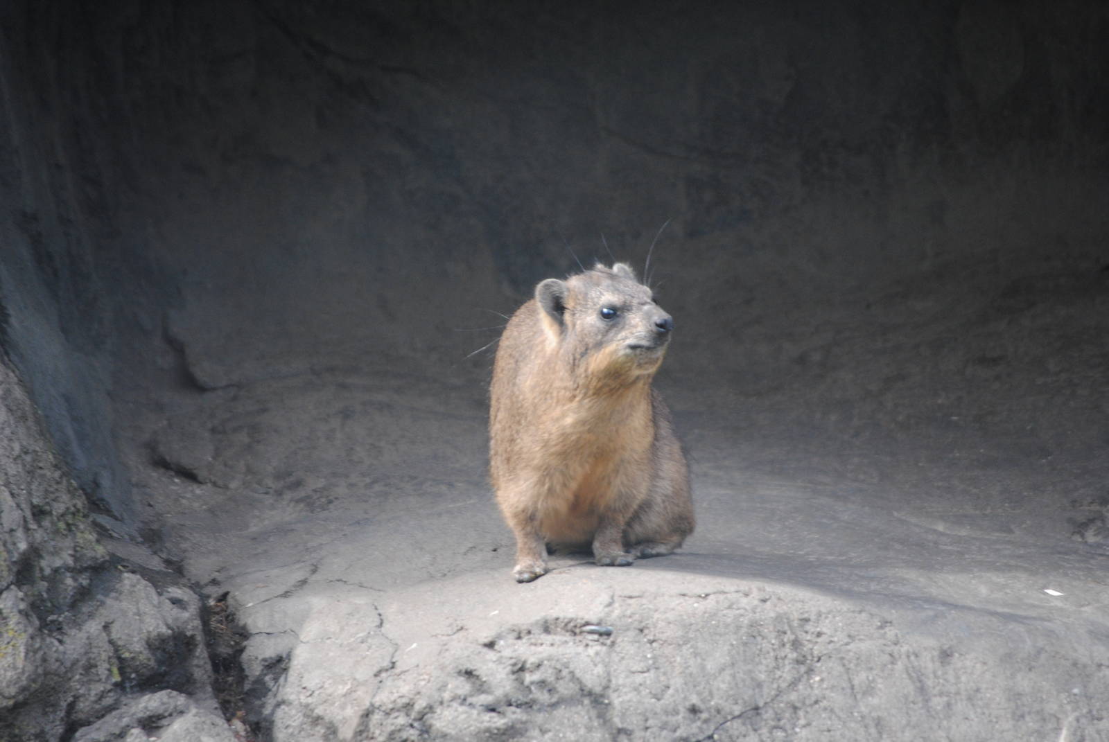 Rock Hyrax
