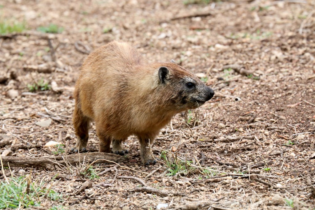 Rock Hyrax