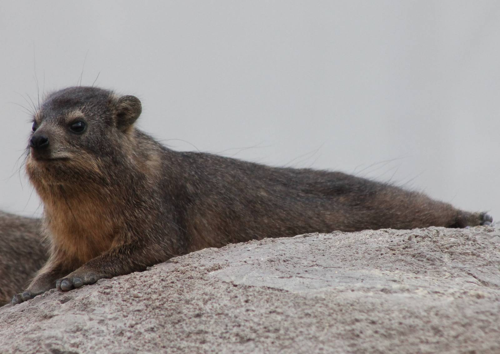 Rock hyrax