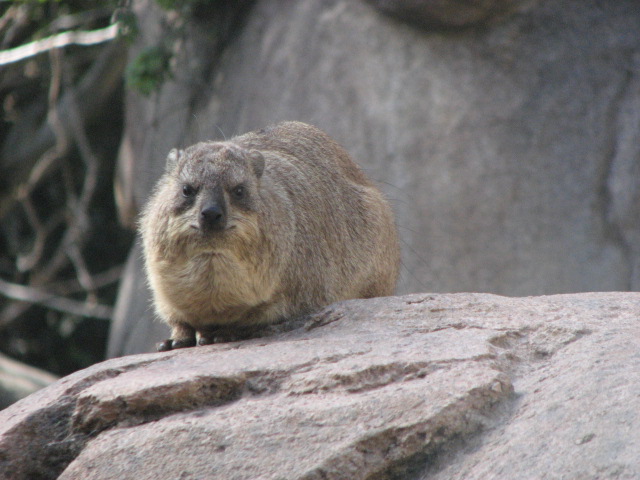Rock Hyrax