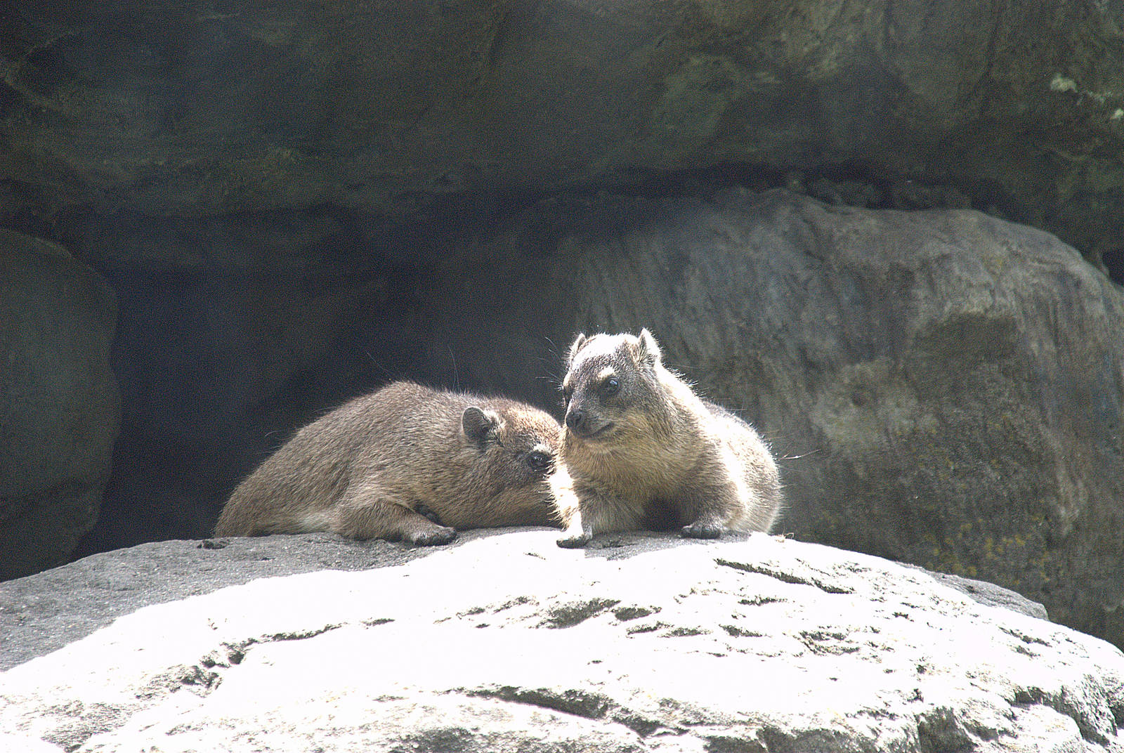 Rock Hyrax