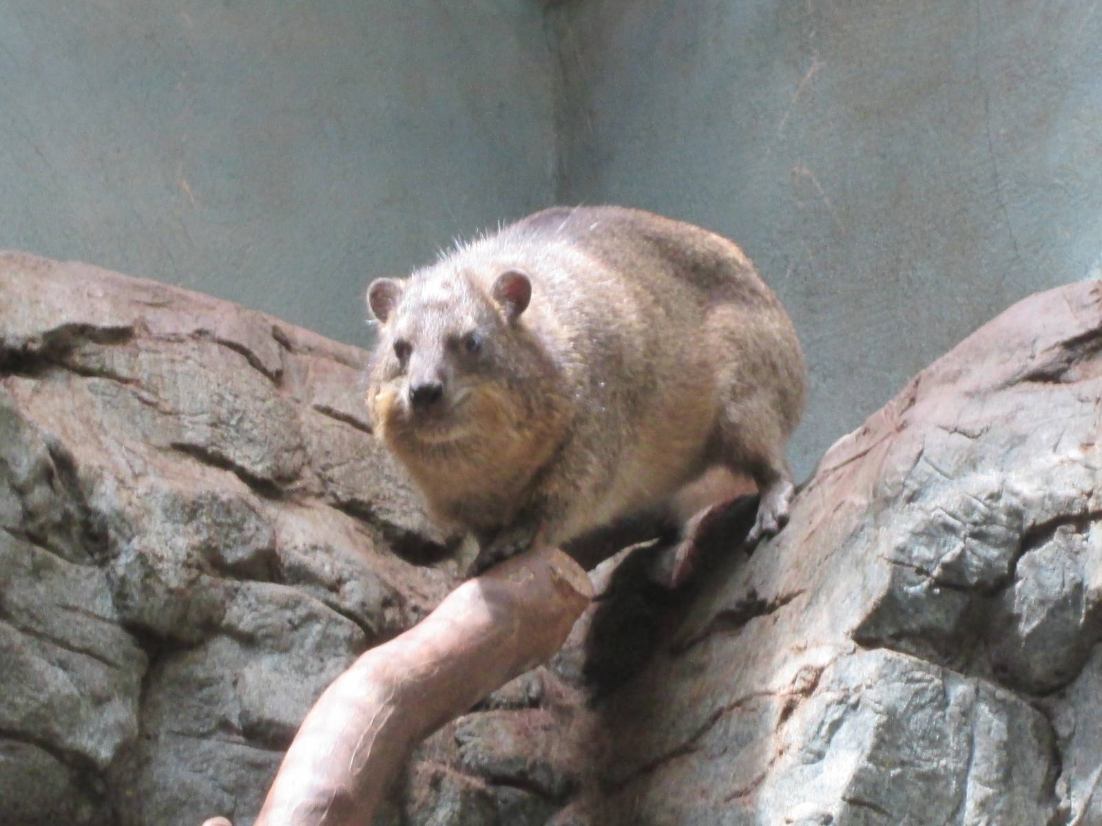 Rock Hyrax