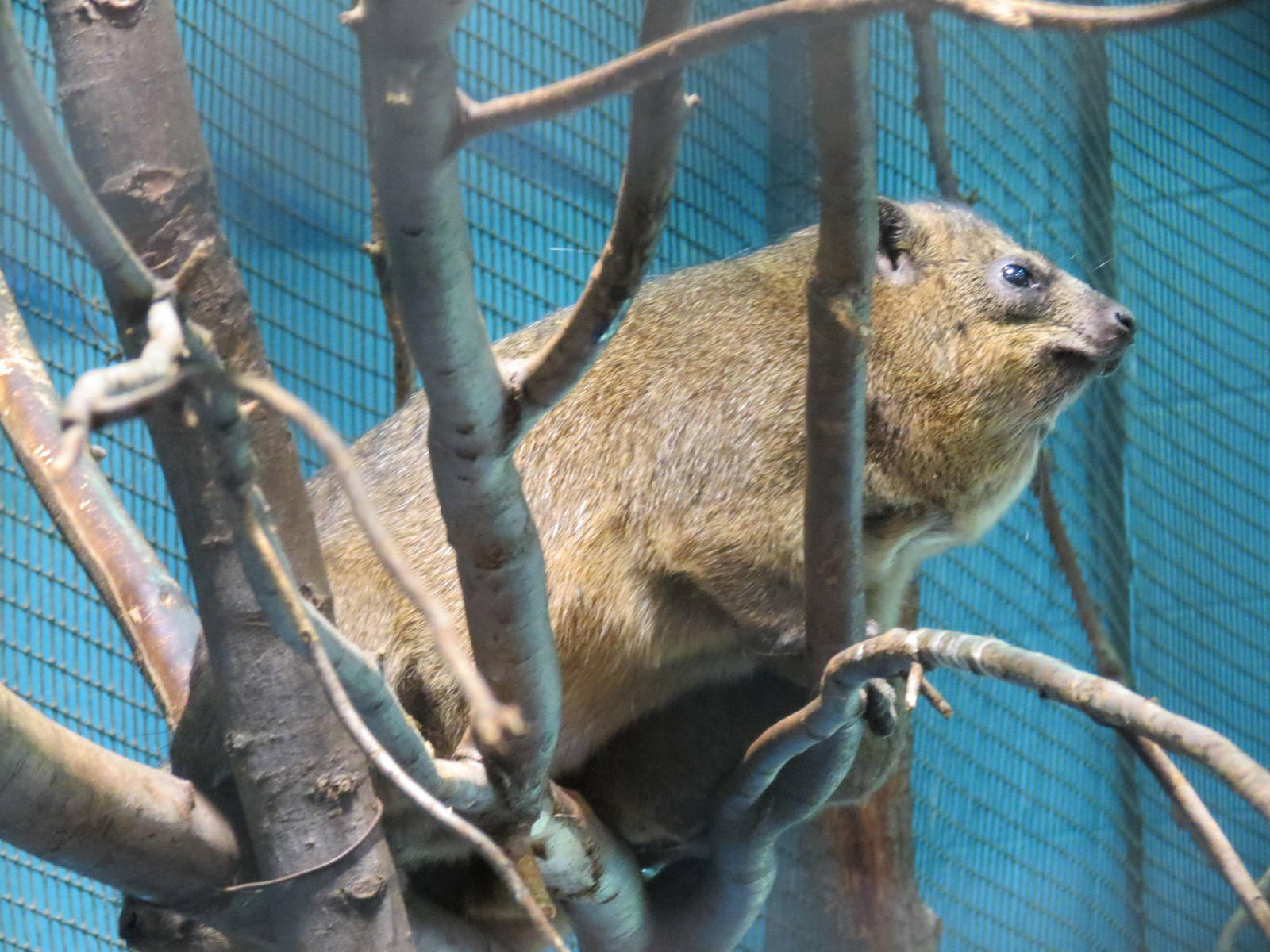 Rock Hyrax