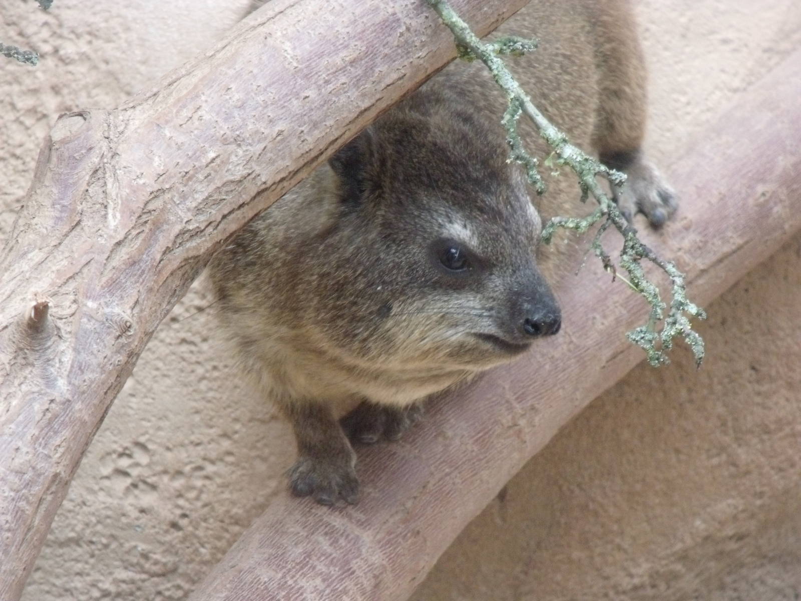 Rock Hyrax