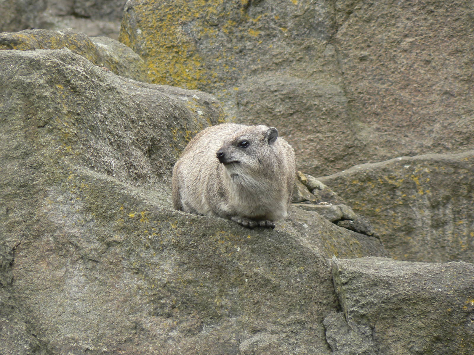 Rock Hyrax
