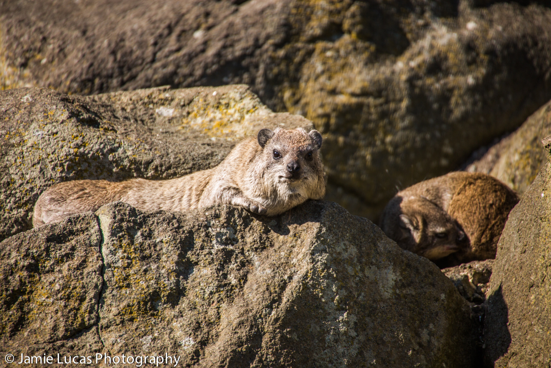 Rock Hyrax