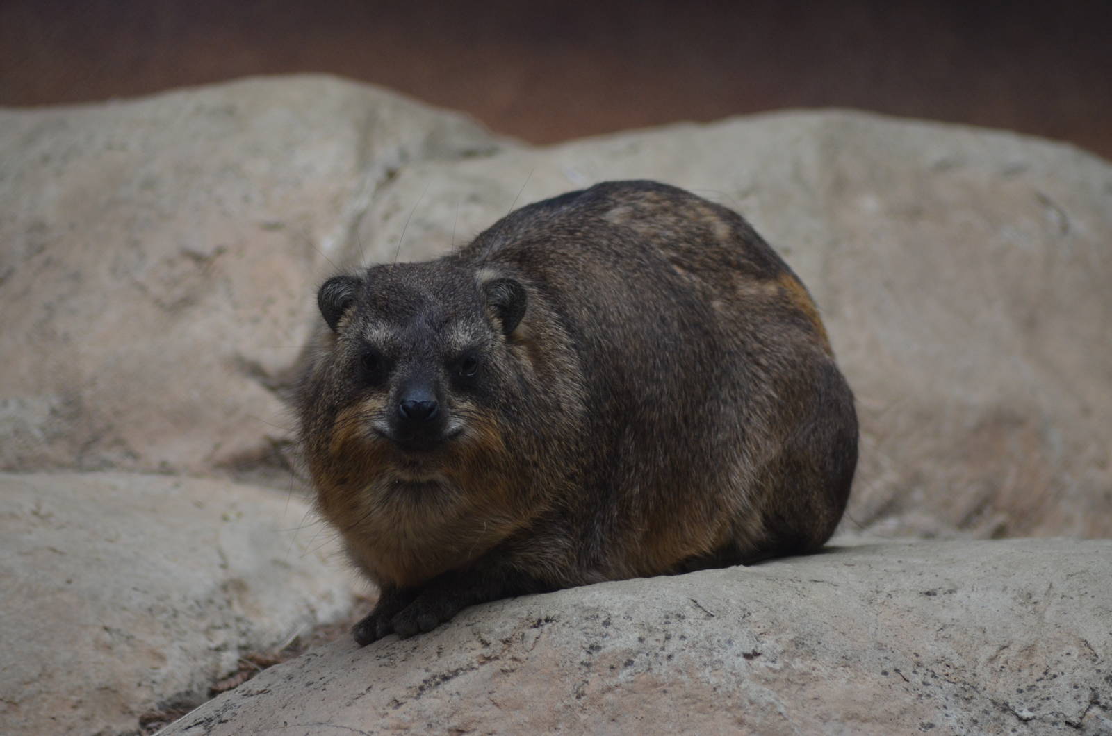 Rock Hyrax