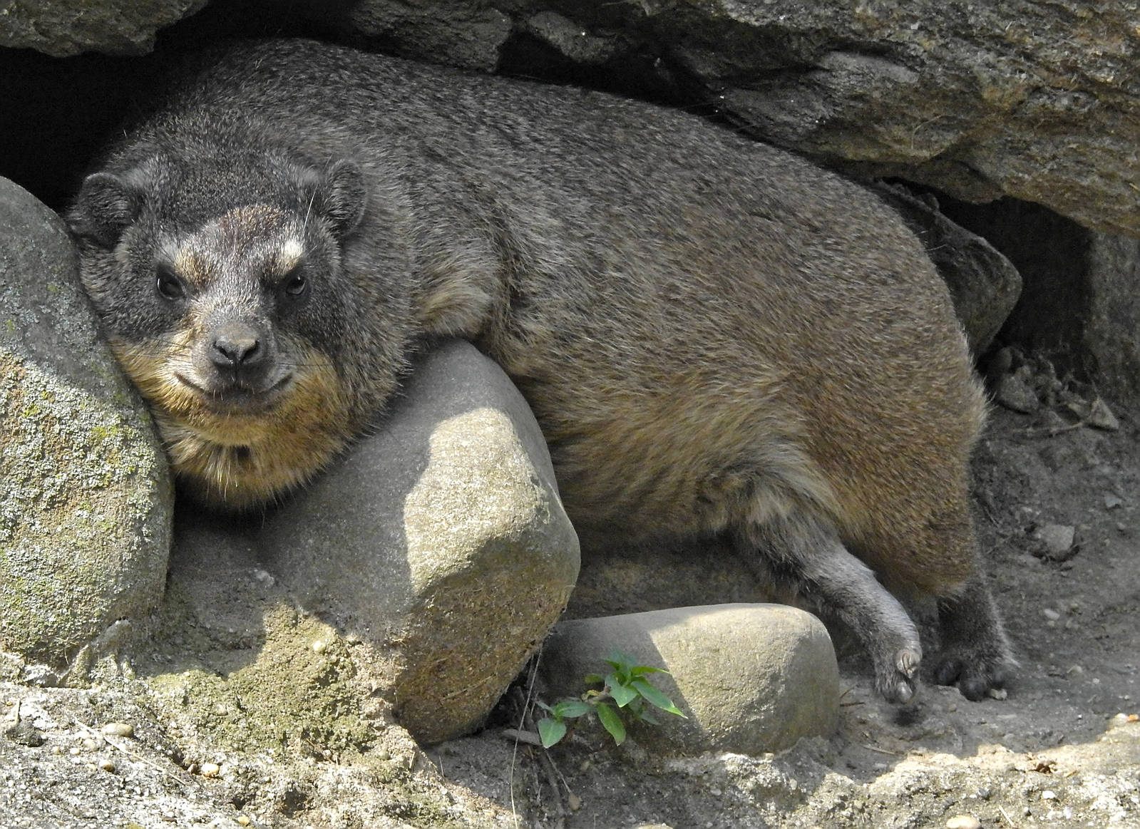 Rock Hyrax