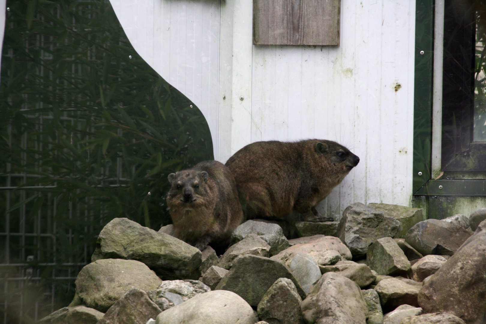 Rock hyrax