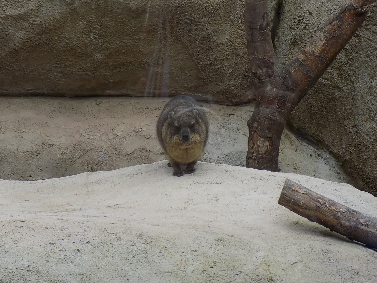 Rock Hyrax