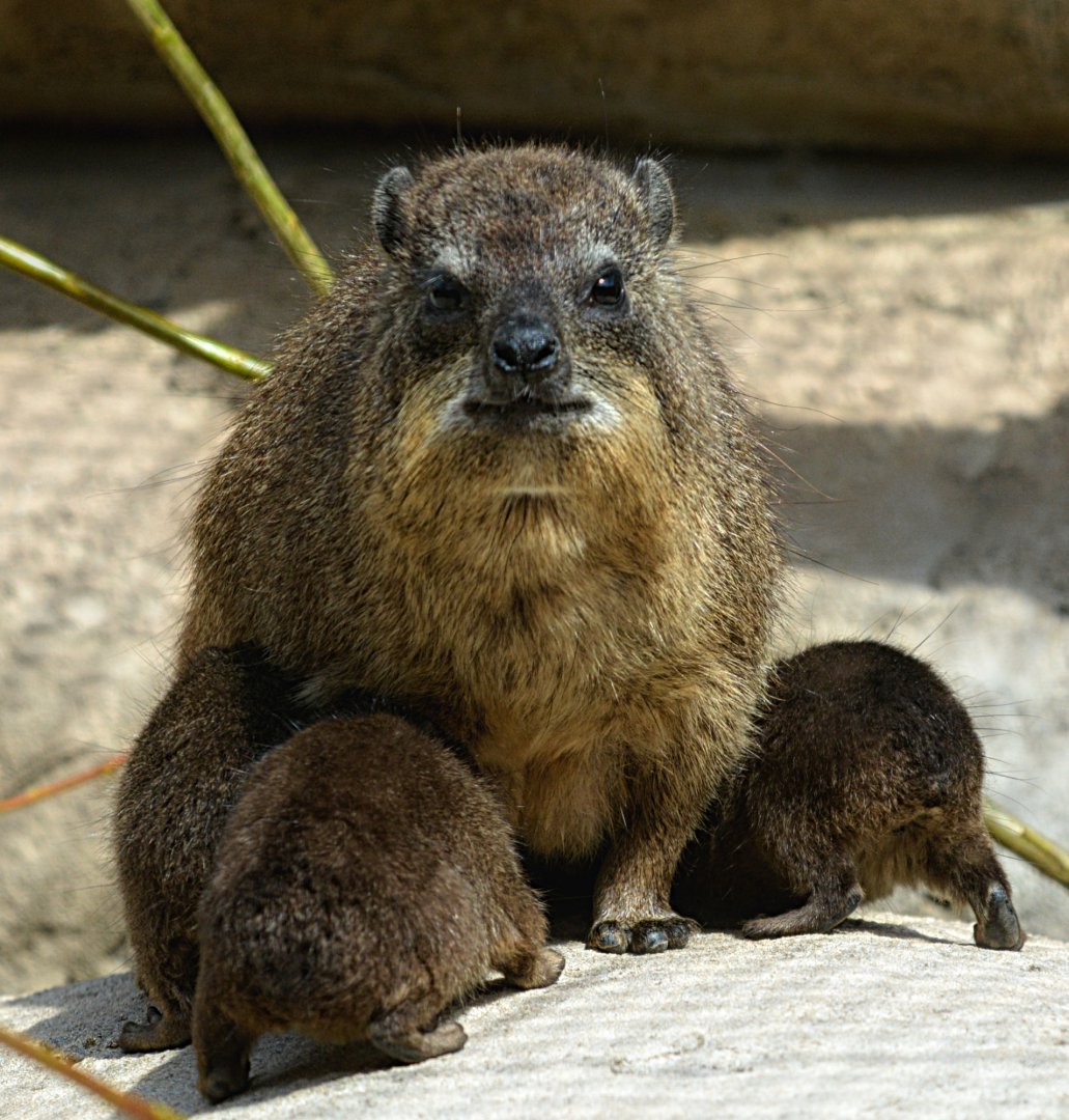 Rock Hyrax