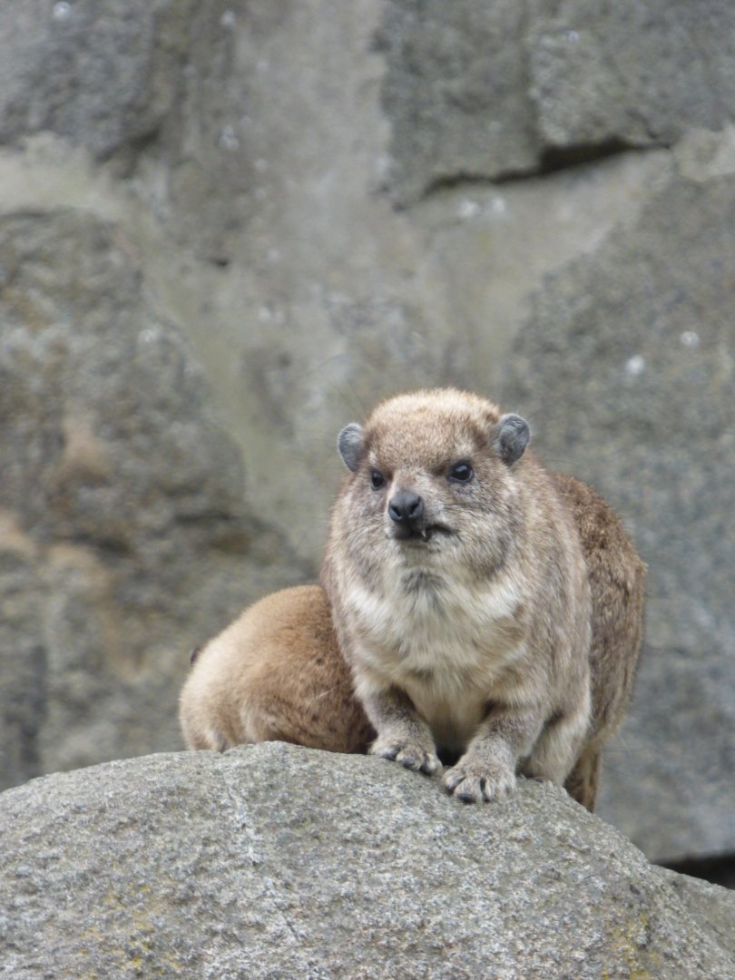 Rock Hyrax