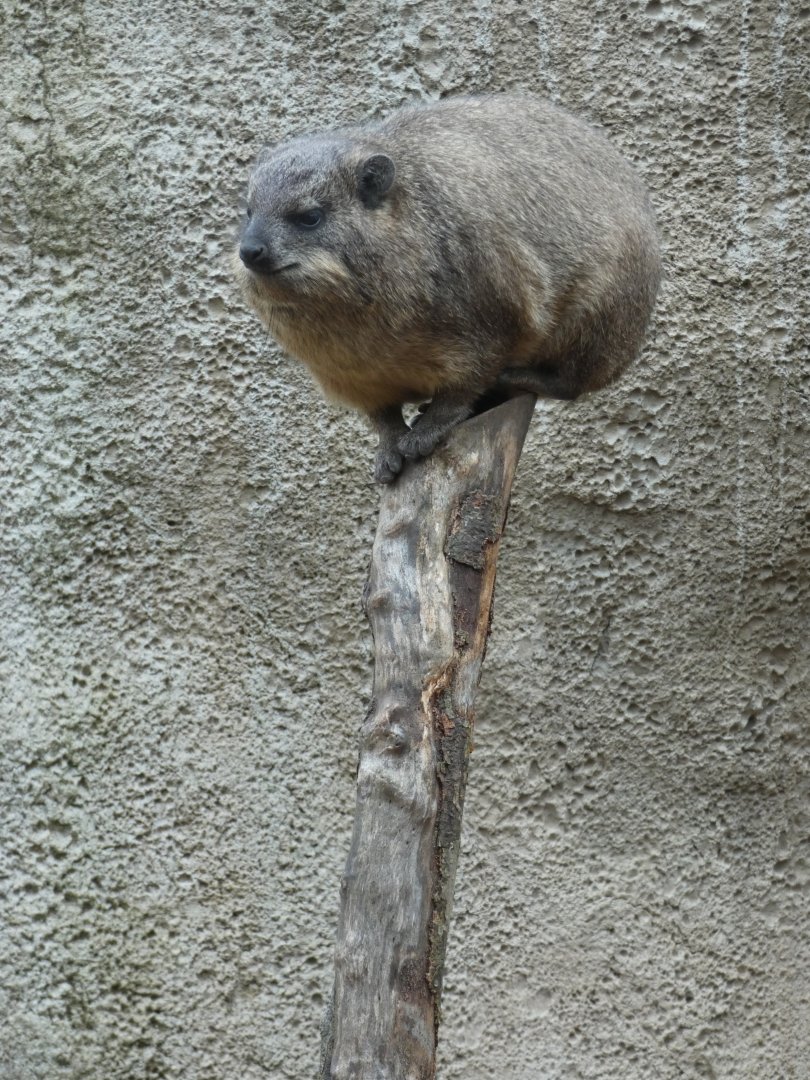Rock Hyrax