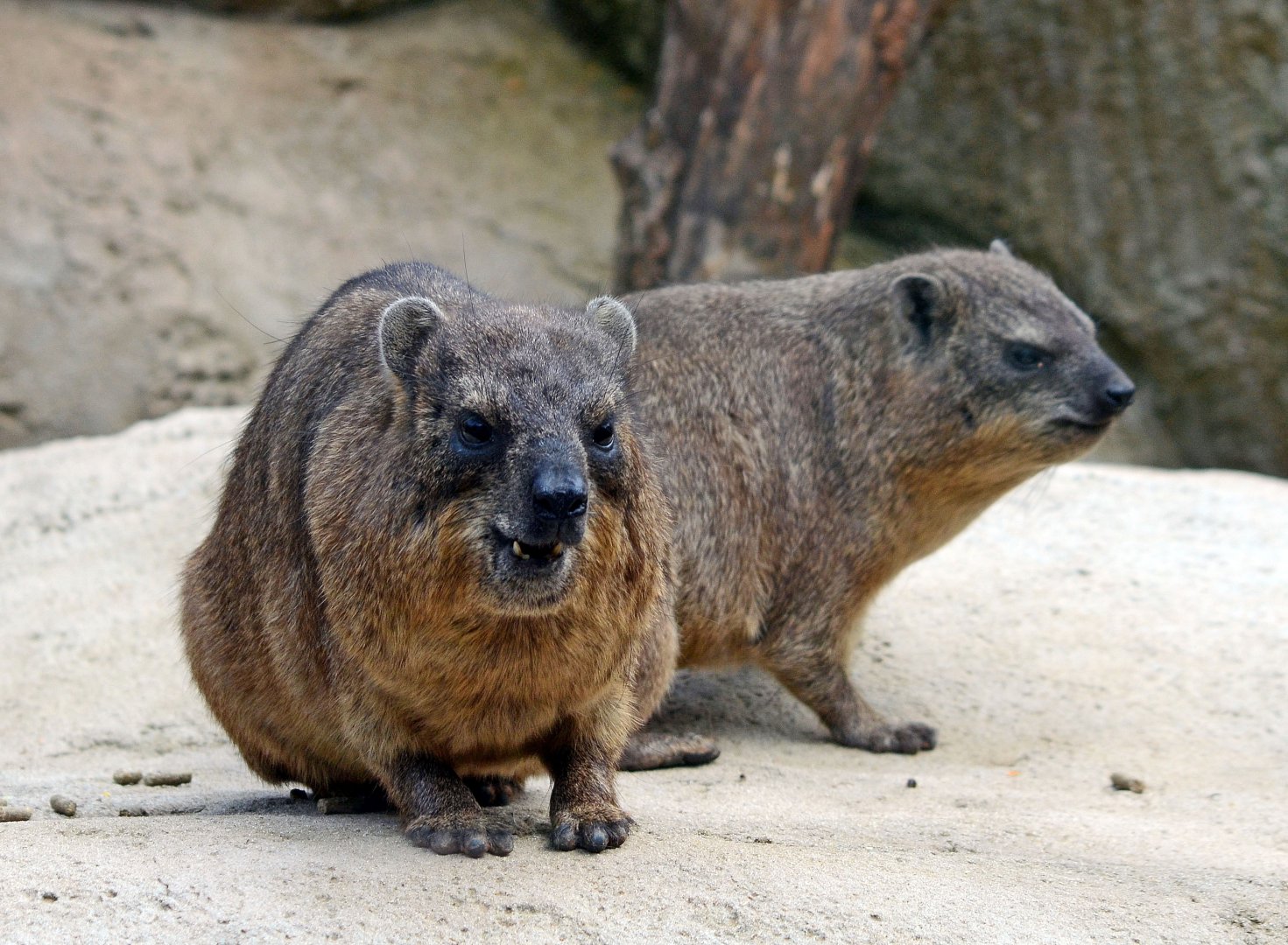 Rock Hyrax