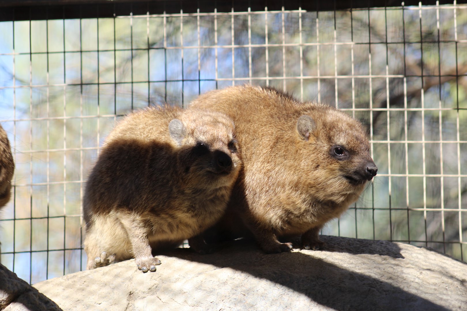 Rock Hyrax