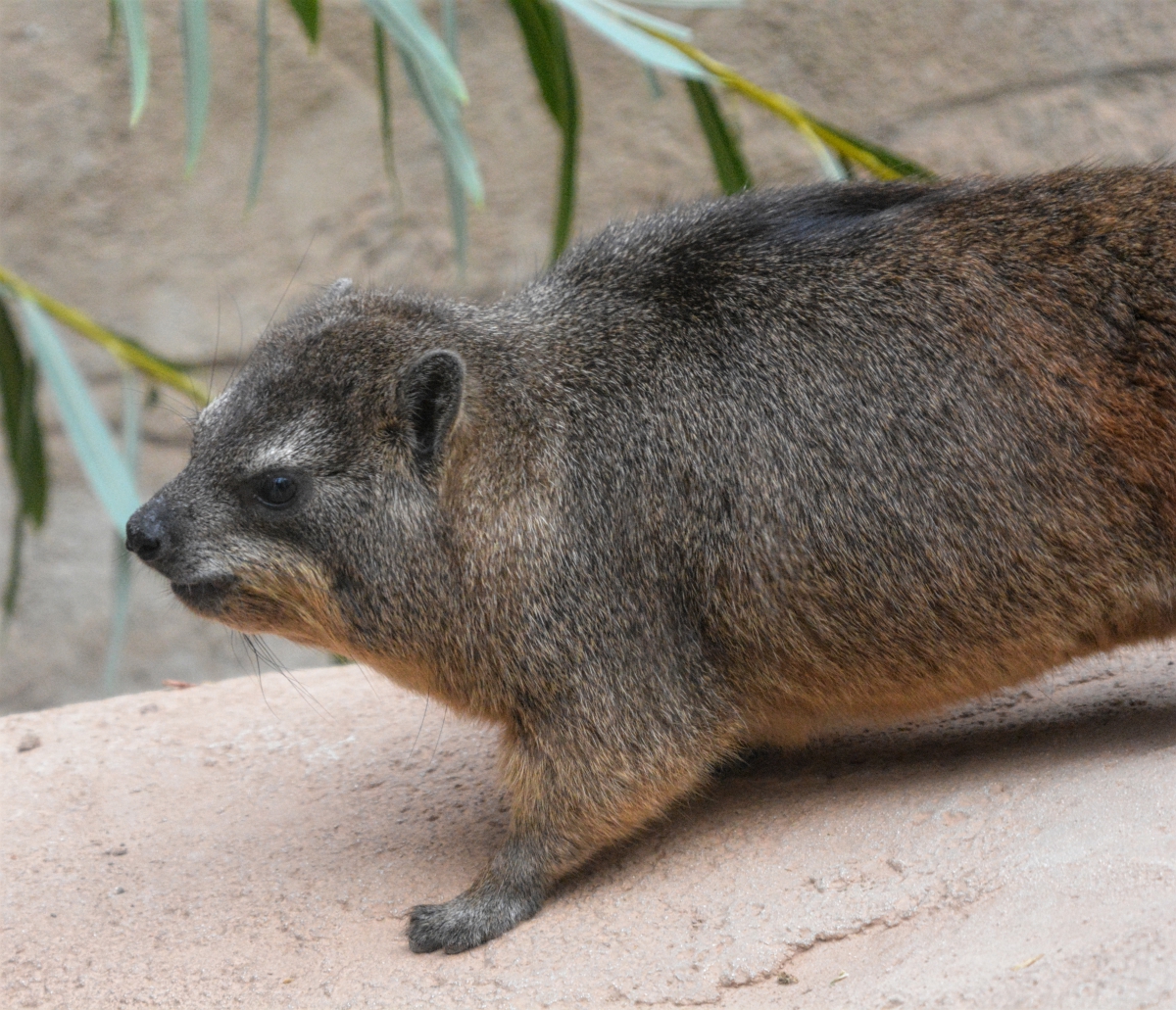 rock hyrax