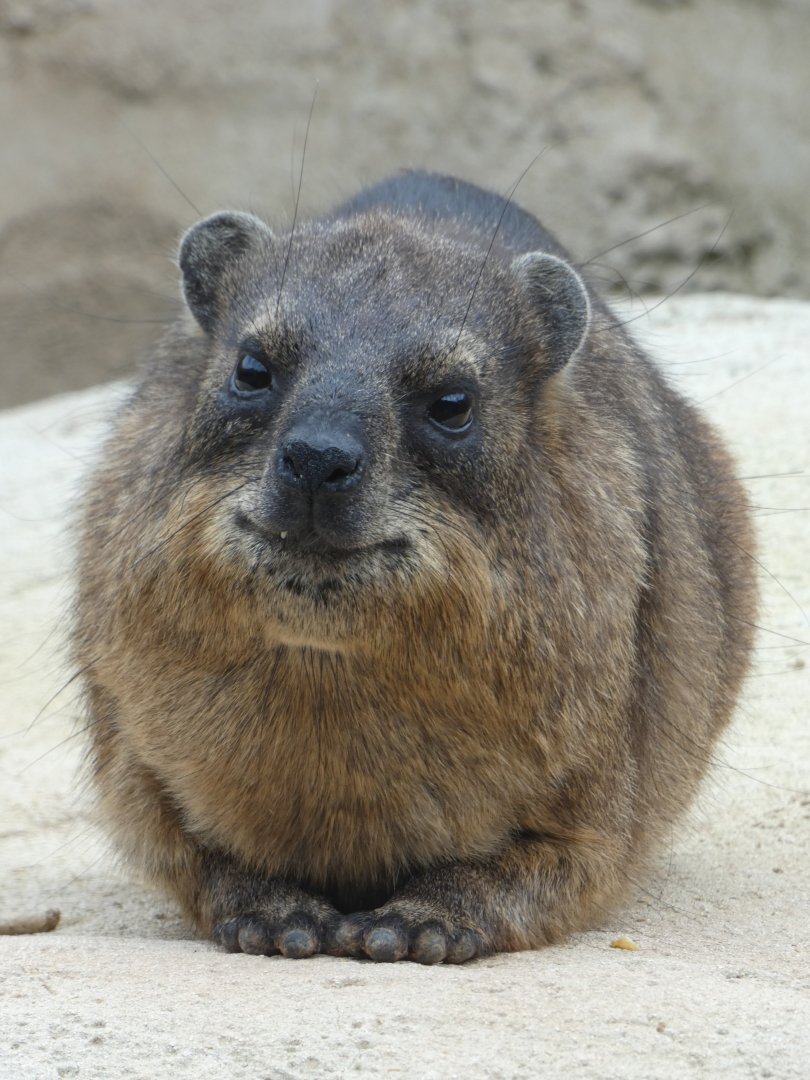 Rock Hyrax