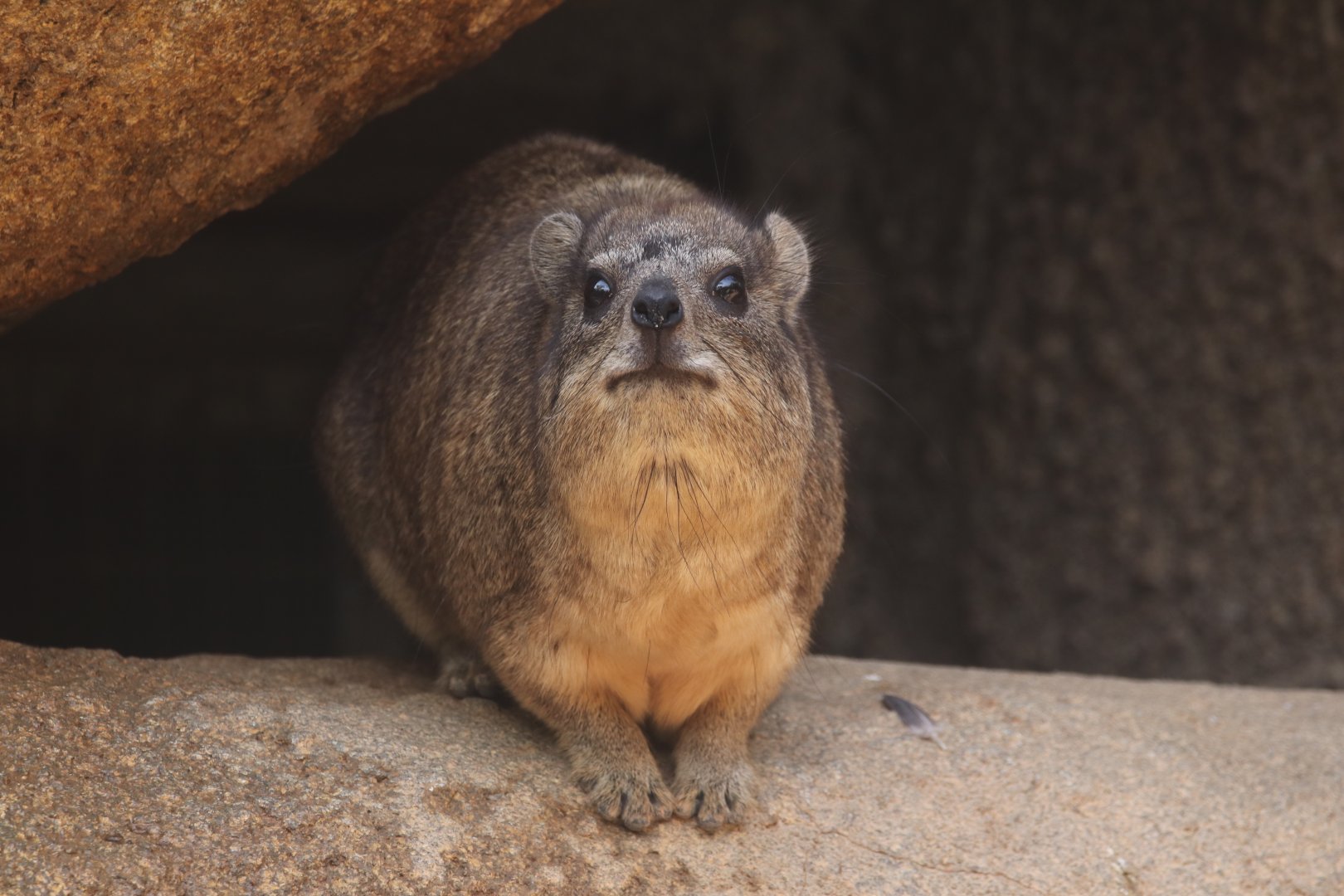 Rock hyrax