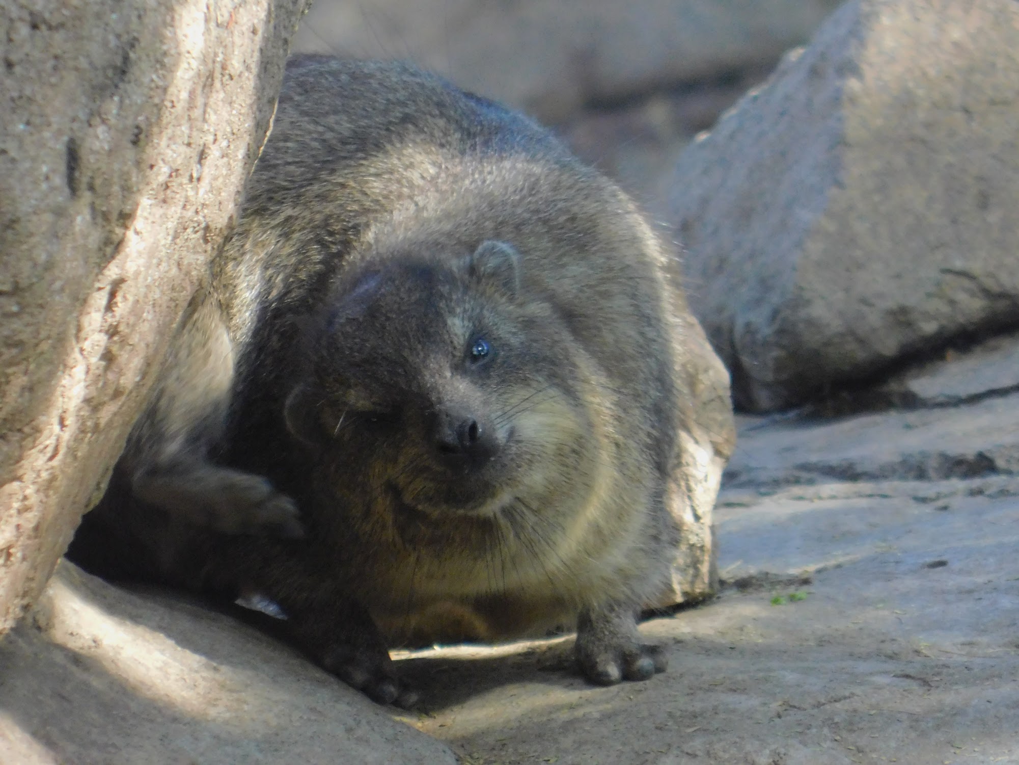 Rock Hyrax