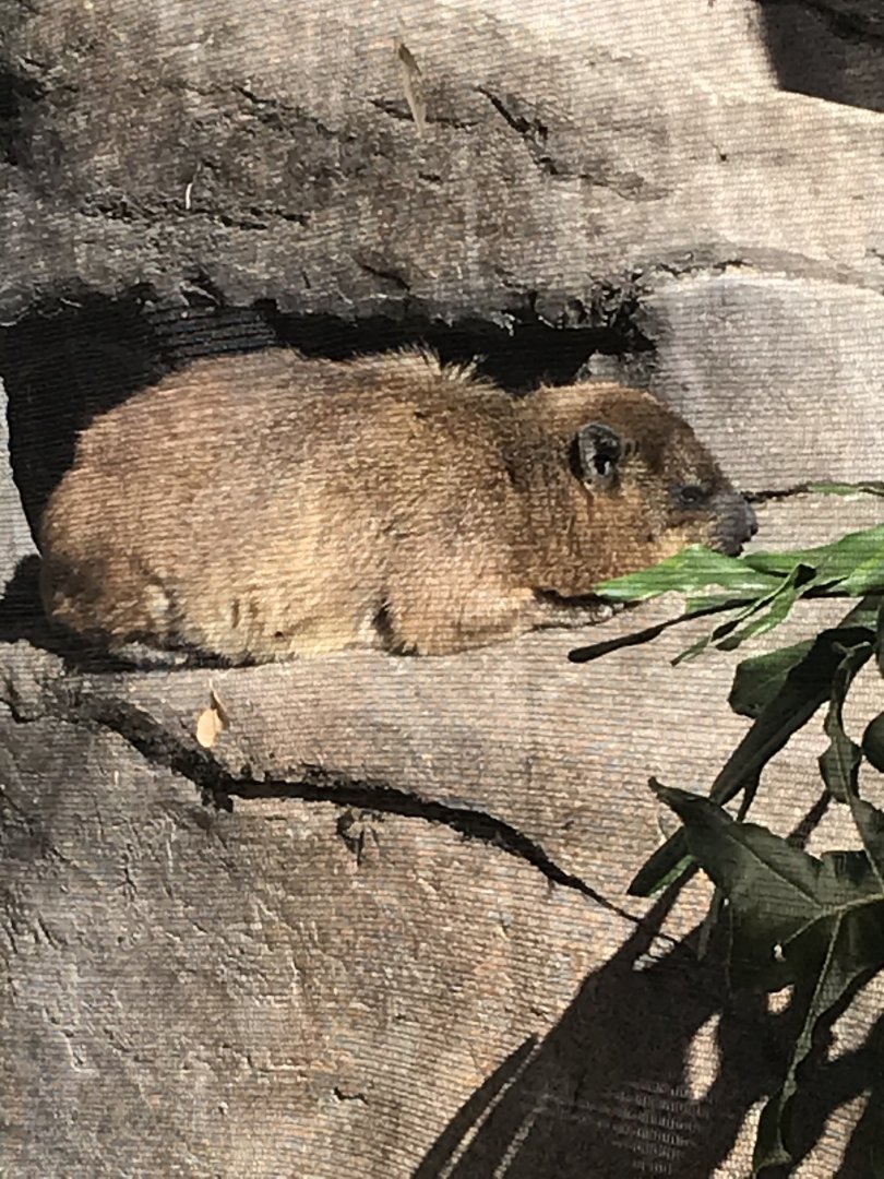 Rock hyrax