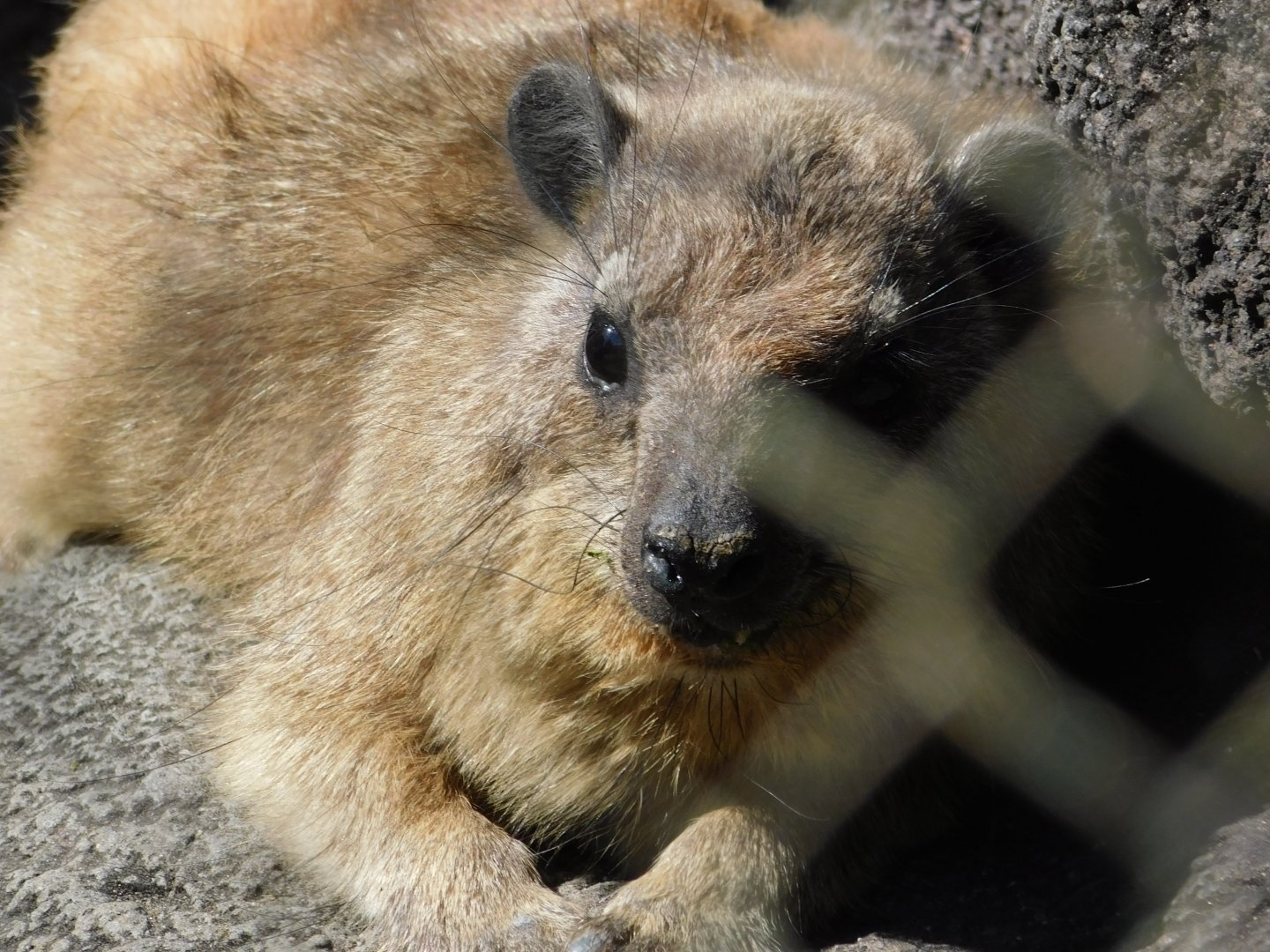 Rock Hyrax