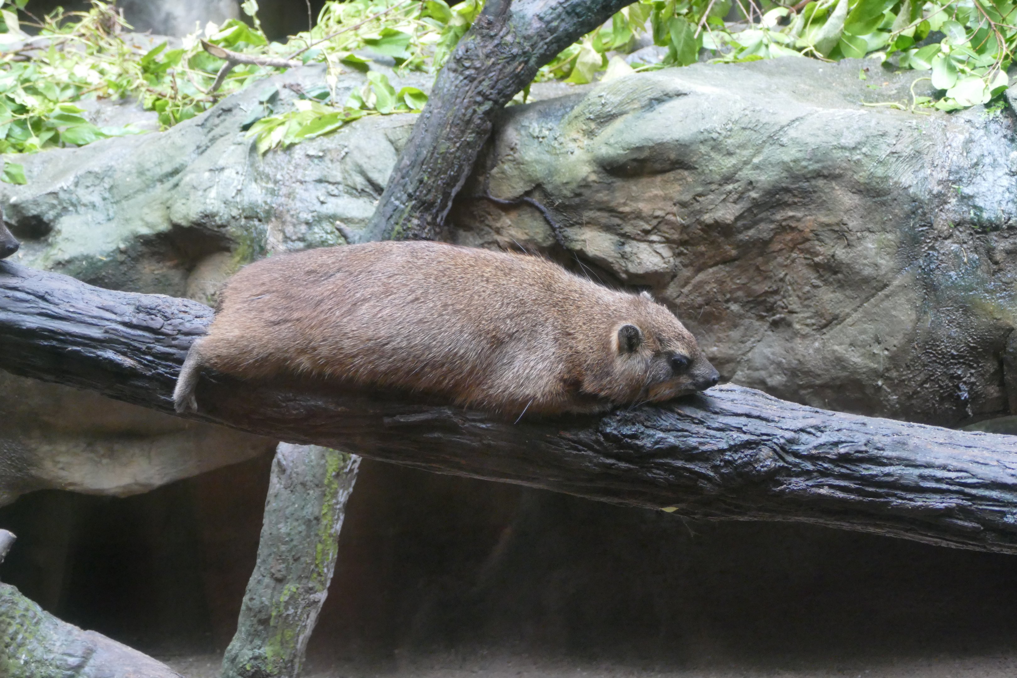 Rock hyrax