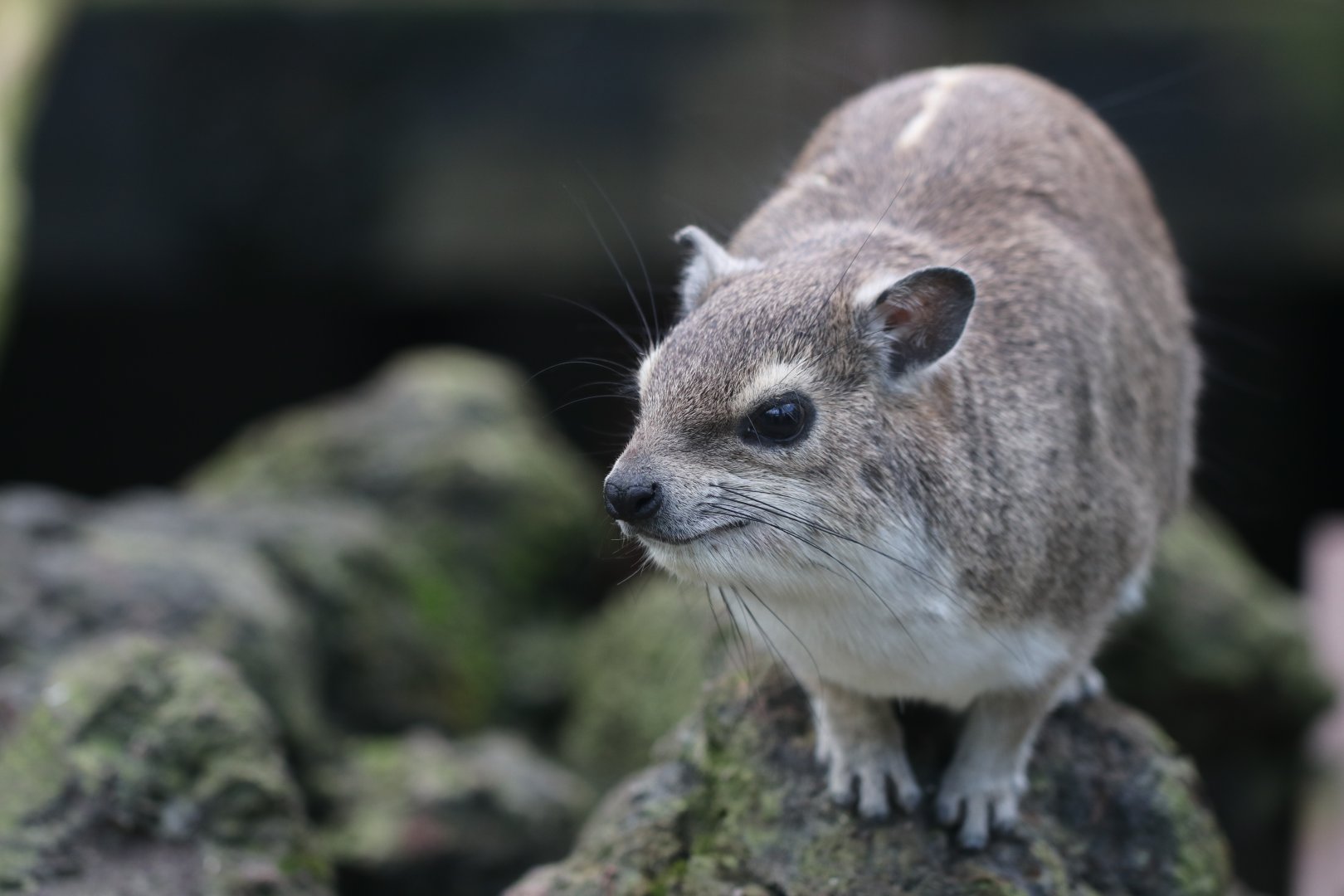 Rock hyrax