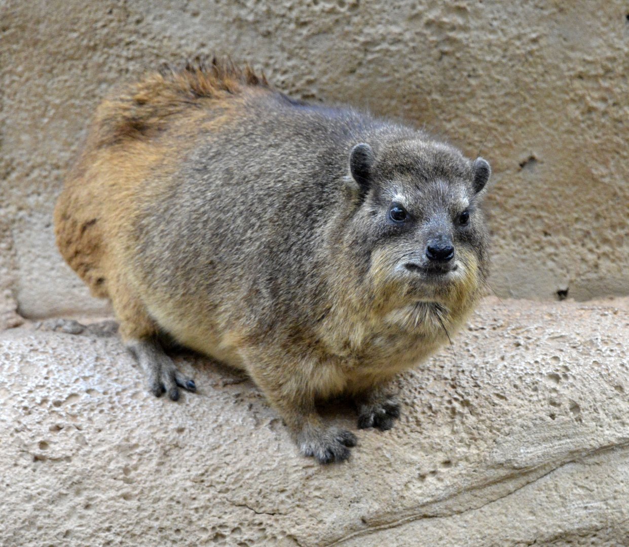 Rock Hyrax