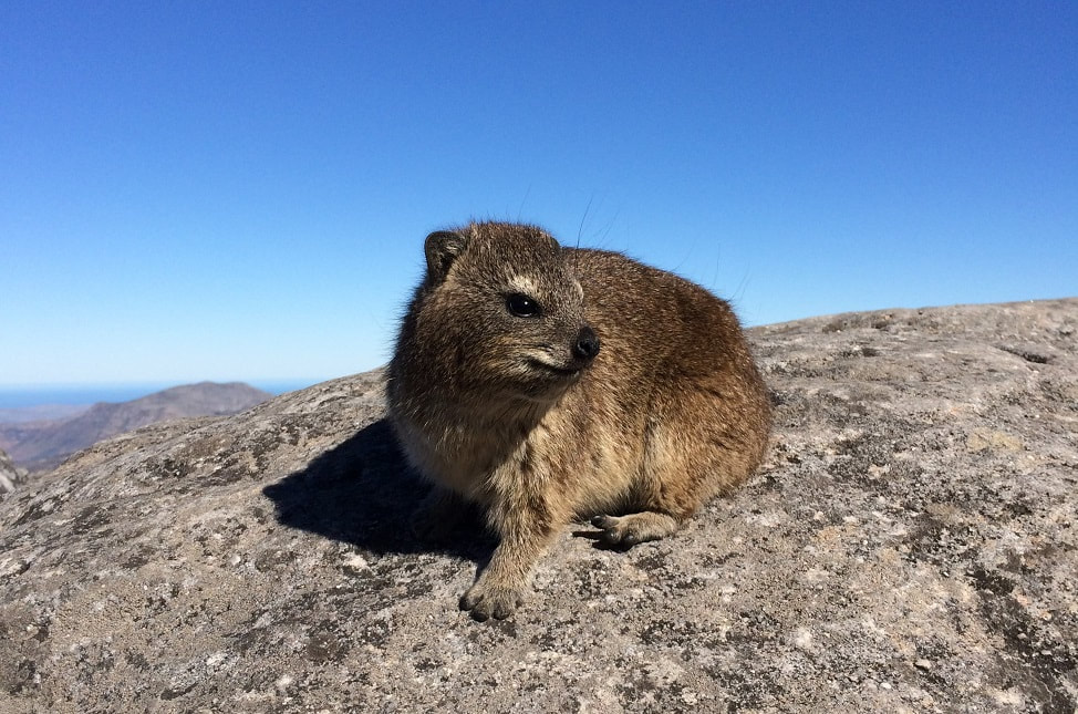 Rock Hyrax