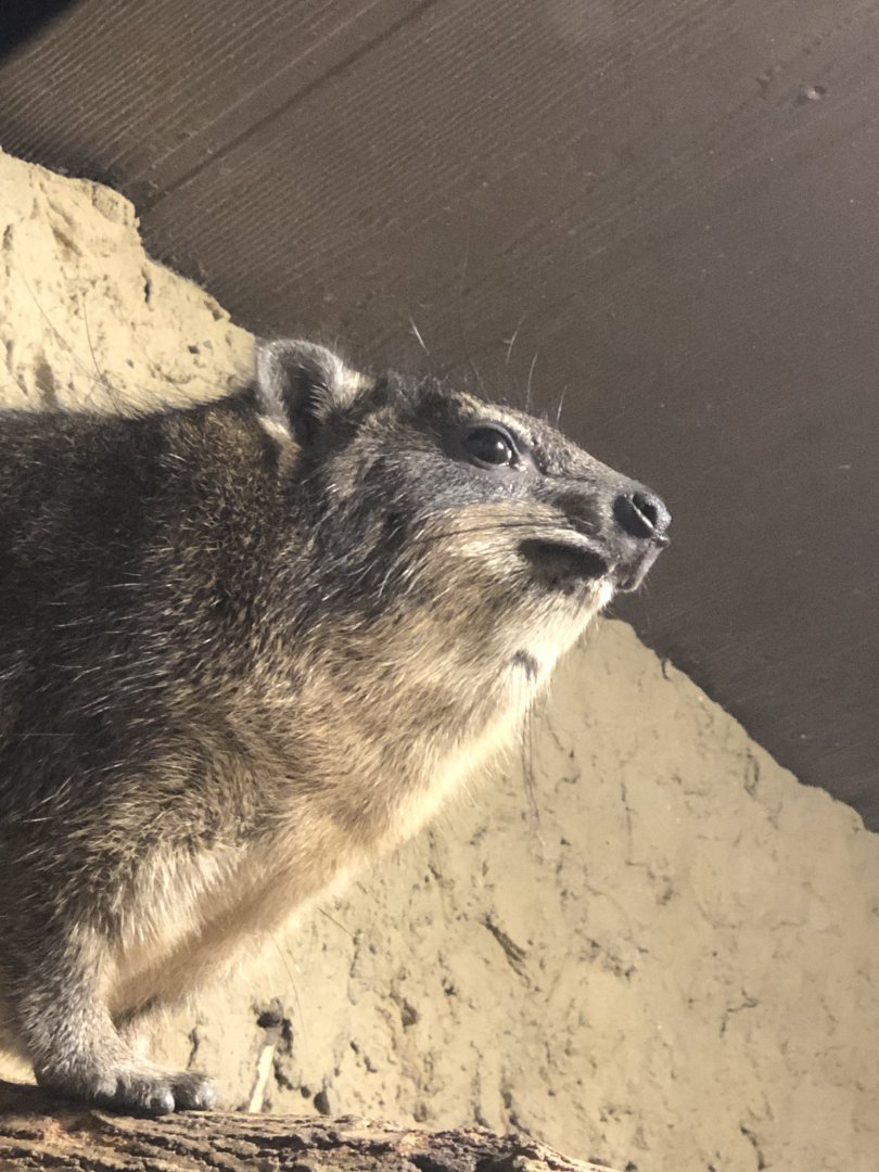 Rock Hyrax