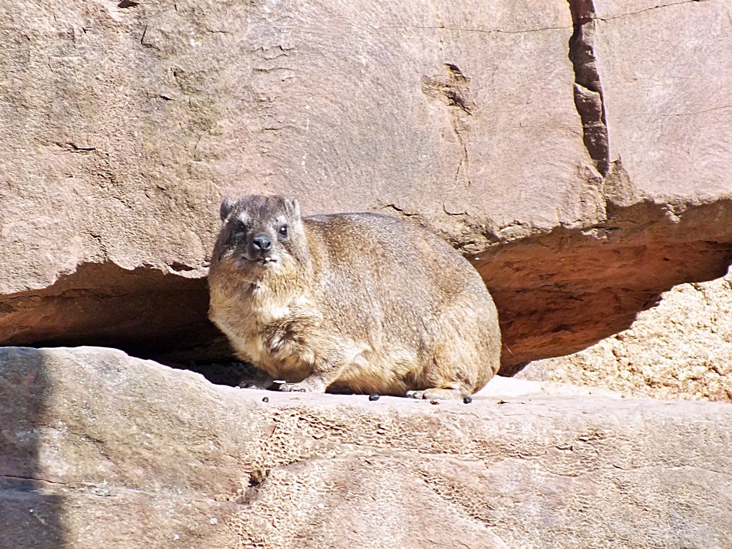 Rock hyrax