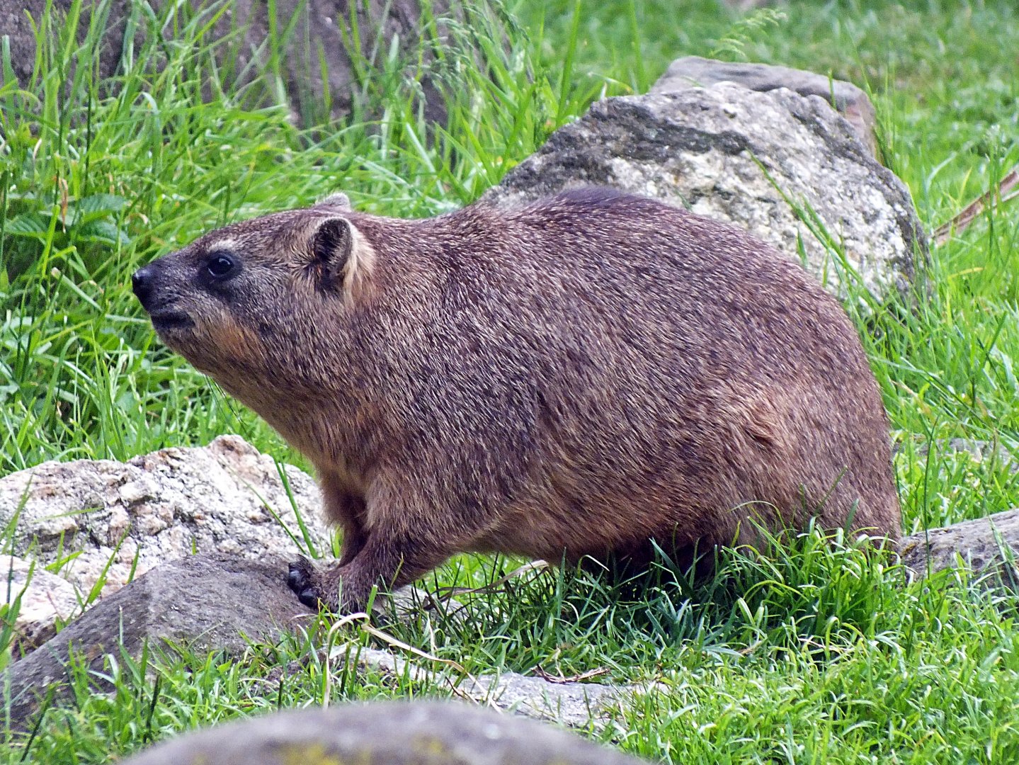 Rock hyrax