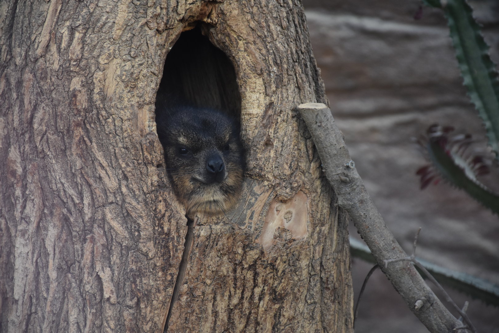 Rock hyrax