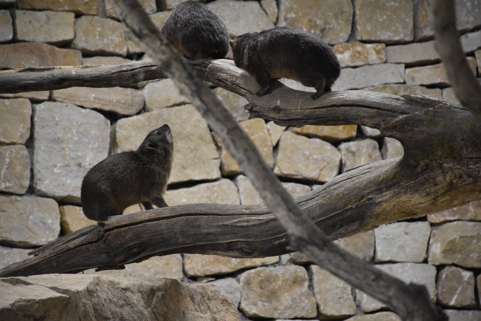 Rock hyrax