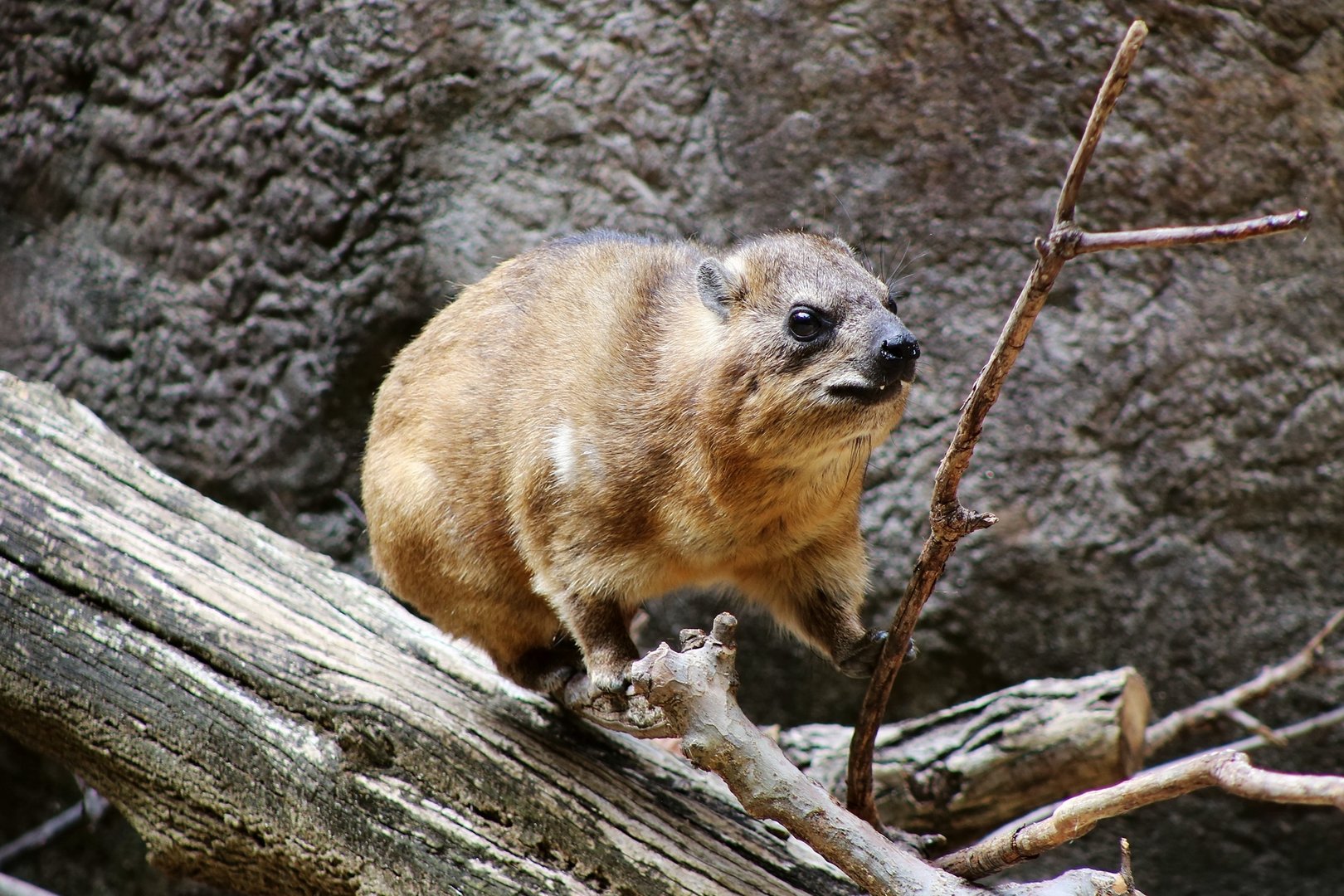 Rock Hyrax